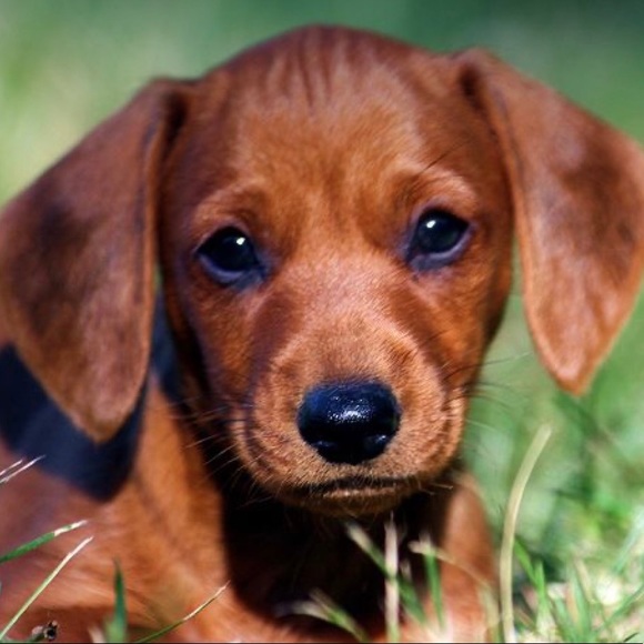 🌟Dachshund Pals Wall Art - Picture 16 of 16